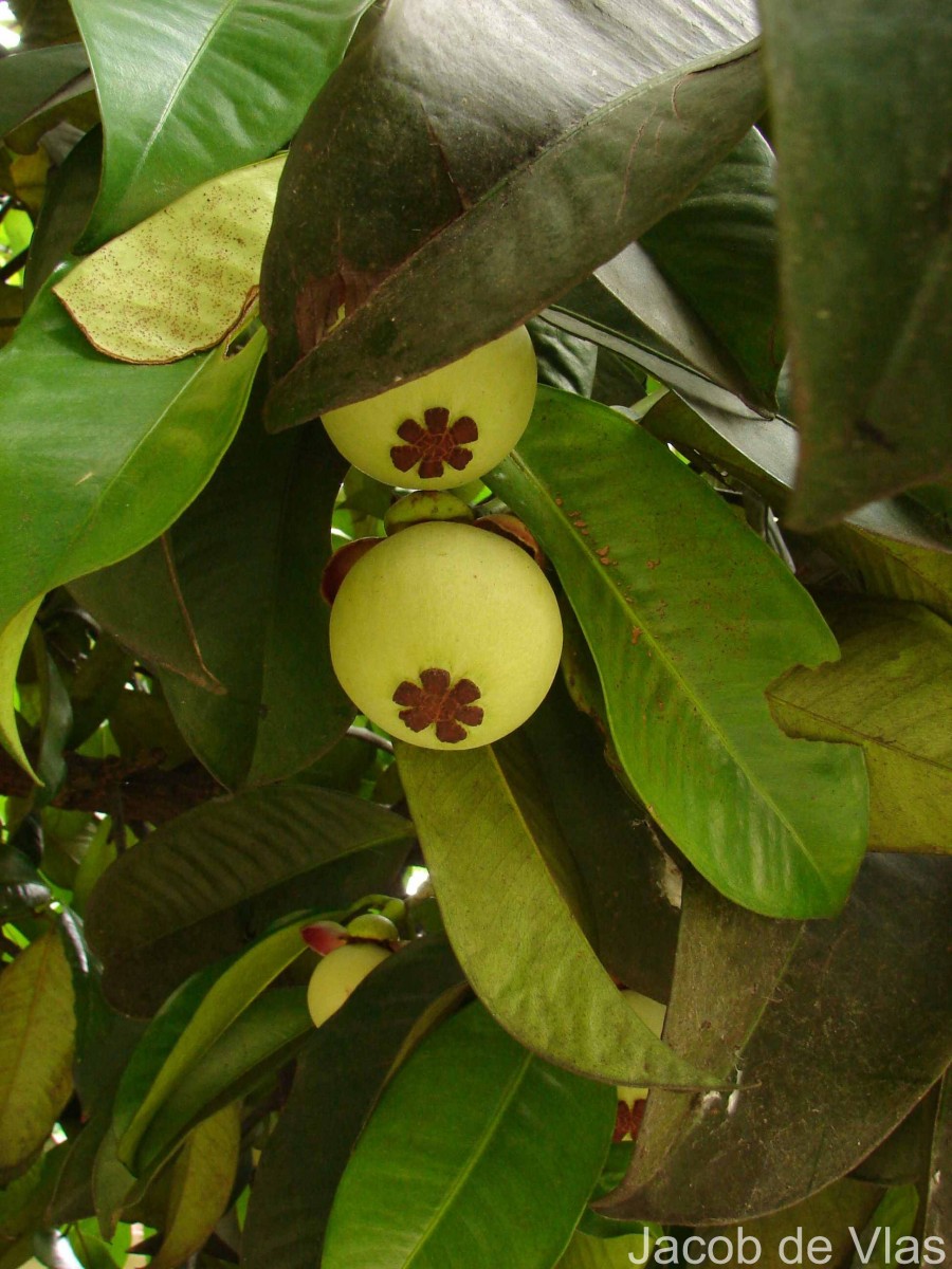 Garcinia mangostana L.